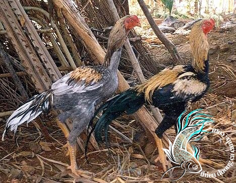 Gà Asil | Diễn đàn chim cá cảnh - Thiên Đường Cá Cảnh