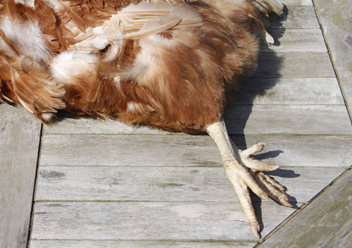 4 nguyên nhân khiến gà con chậm lớn thường gặp ở hộ chăn nuôi gia đình