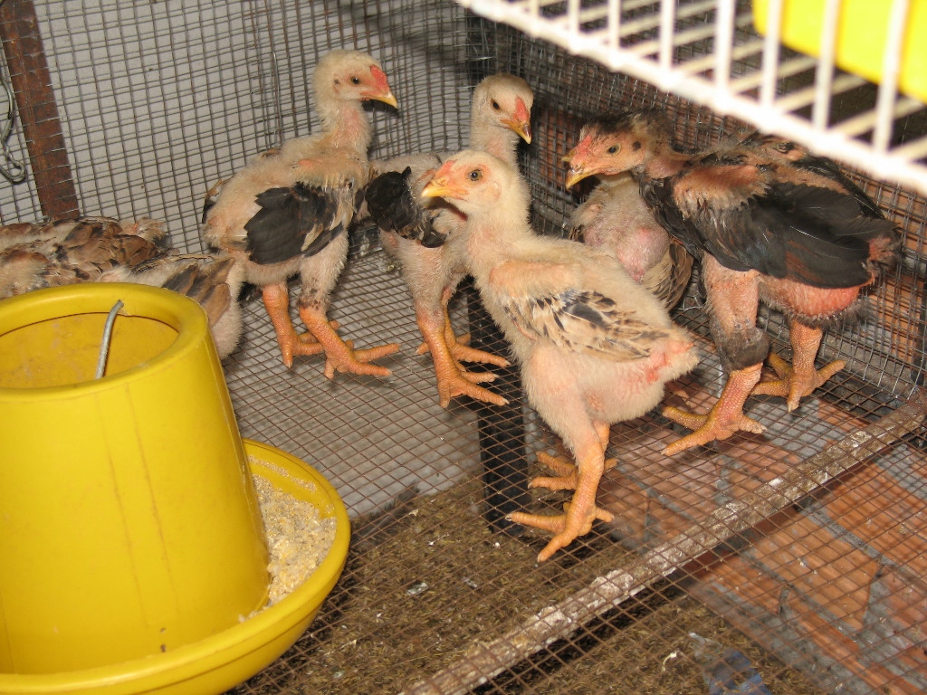 Vì sao gà chậm lớn, còi cọc - Gà Thả Vườn